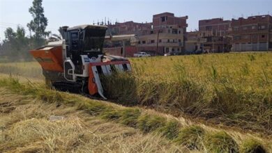 إنتهاء حصاد محصول الأرز موسم ٢٠٢٤ بمختلف مراكز الشرقية